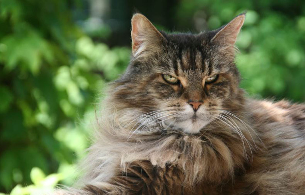 Fakta Unik Kucing Maine Coon yang Jarang Diketahui CatLover: Hewan Peliharaan Raksasa Berkarismatik