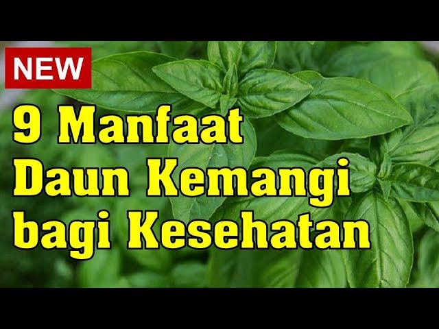 Manfaat Kesehatan Dari Daun Kemangi, Banjir Manfaatnya yang Wajib Kamu Ketahui