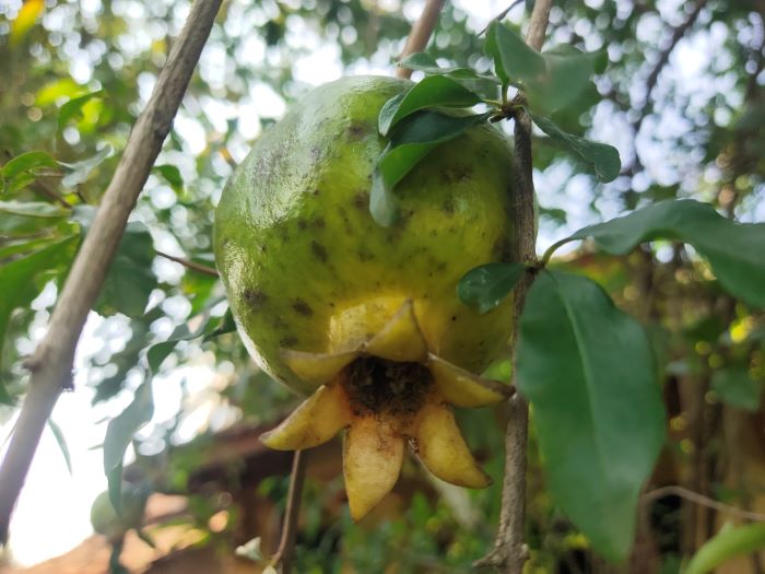 14 Manfaat Ajaib Buah Delima untuk Lansia, Menurunkan Risiko Alzheimer Hingga Memperkuat Tulang