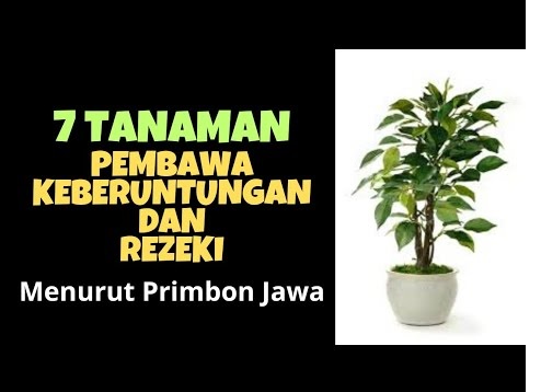 Cek Sekarang Juga, Inilah 7 Tanaman Pembawa Keberuntungan Menurut Primbon Jawa, Bisa Ditanam di Rumah kok