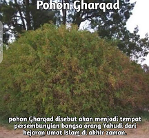 Apa Itu Pohon Gharqad? Yuk Cari Tahu tentang Pohon Gharqad yang Disebut Juga Pohon Yahudi