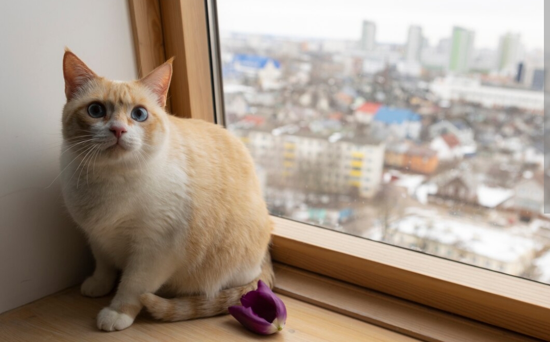 Kucingmu Pasti Suka, Inilah Pakan Kucing Bagus dengan Nutrisi Tinggi, Wajib Coba!