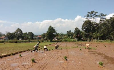 Babinsa Koramil Doro Lakukan Pendampingan Tanam Padi di Desa Kalimojosari