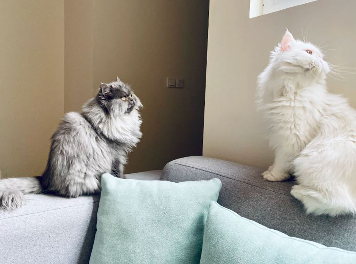 Perbedaan Kucing Anggora dan Persia Paling Mendasar, Kamu Harus Tahu Sebelum Memilih Kucing Kesayanganmu