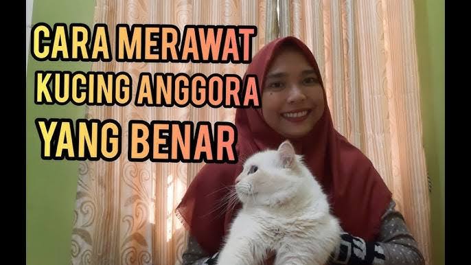 Pemula Pasti Bisa, Inilah Cara Merawat Kucing Anggora, Ternyata Gampang Banget!