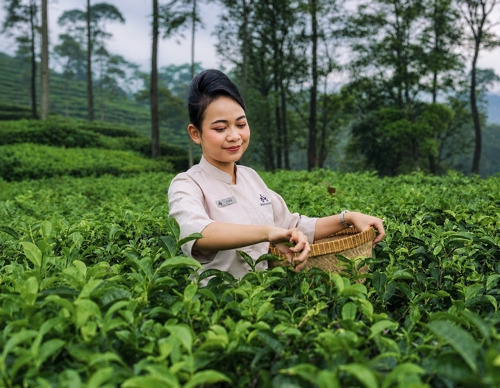 Amandaru Hotel Pekalongan Hadirkan Signature Matcha Dari Daun Teh Lokal Pagilaran Batang
