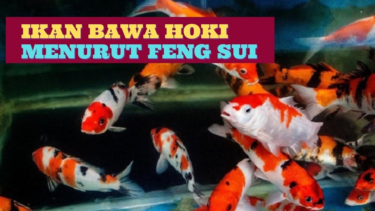 Inilah 9 Ikan Hias Pembawa Keberuntungan Menurut Feng Shui, Simbol kekayaan dan Bikin Rezeki Mengalir Deras