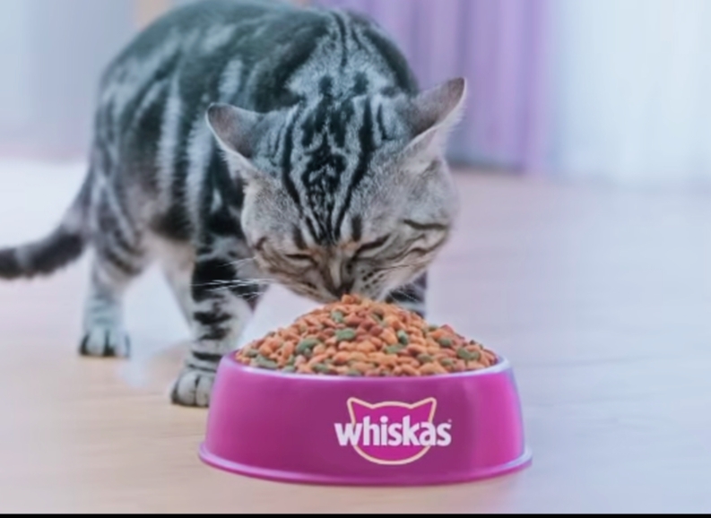 Kucingmu Pasti Senang, Inilah Rekomendasi Pakan Kucing Dry Food Bergizi, Yuk Cobain!