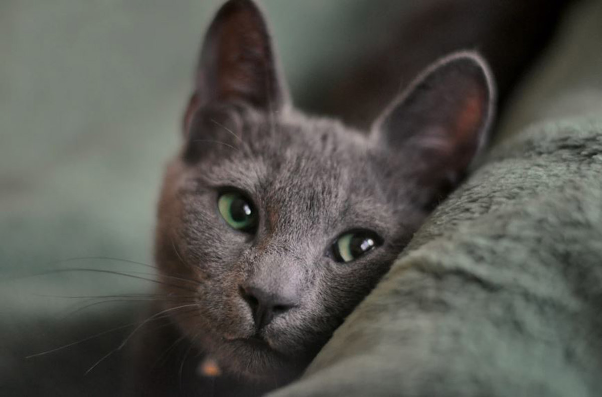 Ingin Punya Kucing Termahal di Dunia? Ini Dia Sekilas Info Tentang Russian Blue, Kucing Eksotis Bermata Hijau