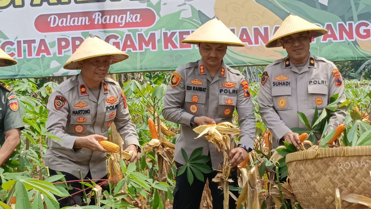 Polres Batang Sukses Panen Jagung, Segera Disalurkan ke Bulog