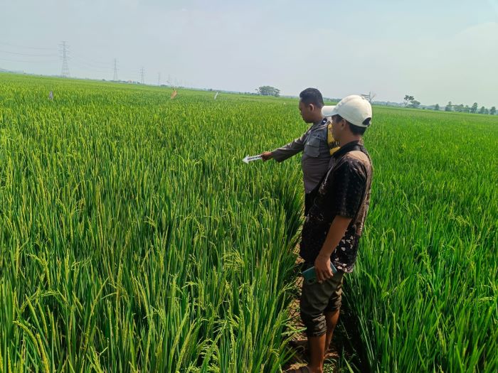 Diduga Kelelahan Bekerja, Buruh Tani di Bojong Ditemukan Meninggal di Sawah