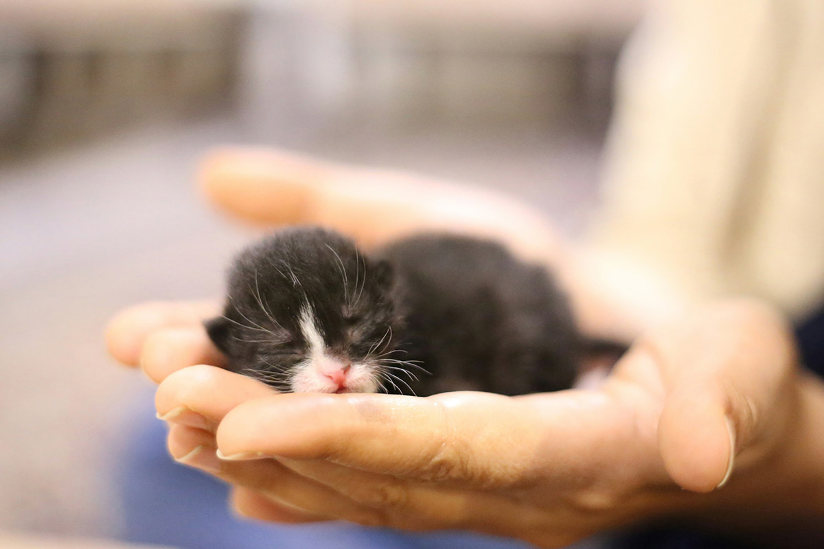 10 Cara Merawat Kucing Kecil Tanpa Induk yang Bikin Si Kitten Jatuh Cinta Seketika pada Kamu