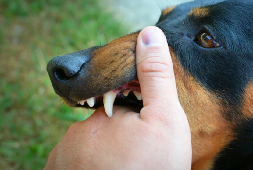 Awas Rabies, Lakukan 5 Langkah Ini Jika Digigit Anjing