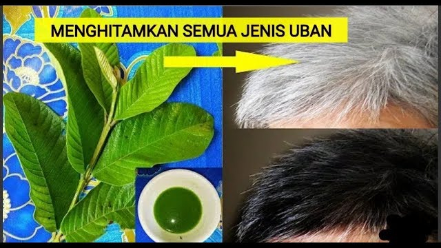 Begini Cara Menghilangkan Uban Sampai Ke Akarnya, Cuma Pakai 1 Jenis Daun Bikin Rambut Hitam Permanen