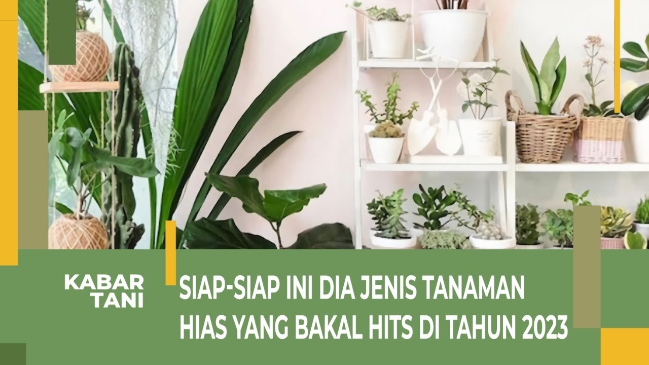 Perindah Rumah Kalian dengan 7 Tanaman Hias yang Viral di Tahun 2023 Ini, Bikin Rumah Jadi Makin Ngehits