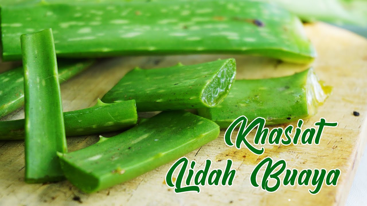 Ini Khasiat Terbaik Aloe Vera Bagi Kesehatan Tubuh, Mau Tahu?