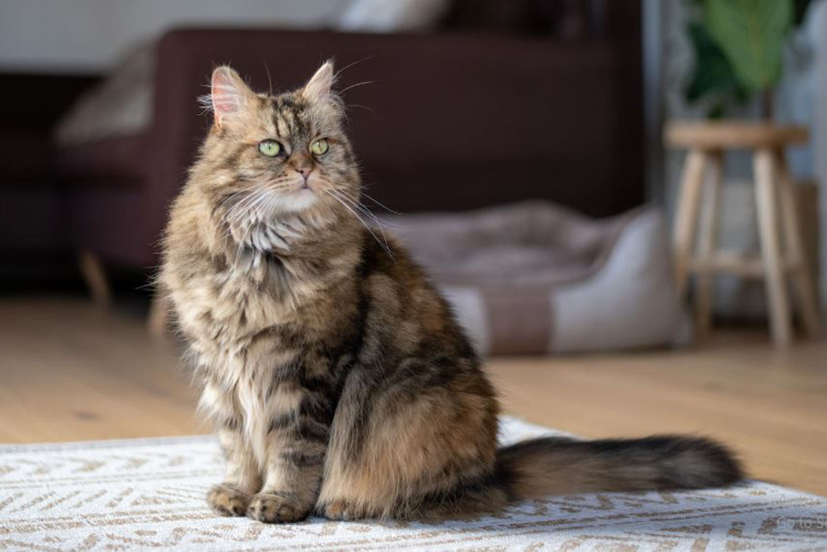 Inilah 6 Kucing Mixdom Paling Populer di Indonesia yang Bisa Bikin Kamu Jatuh Cinta