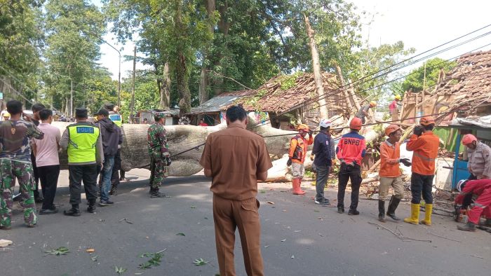 Pohon Randu Tua di Wonopringgo Tumbang, 2 Orang Terluka, Beberapa Warung Rusak