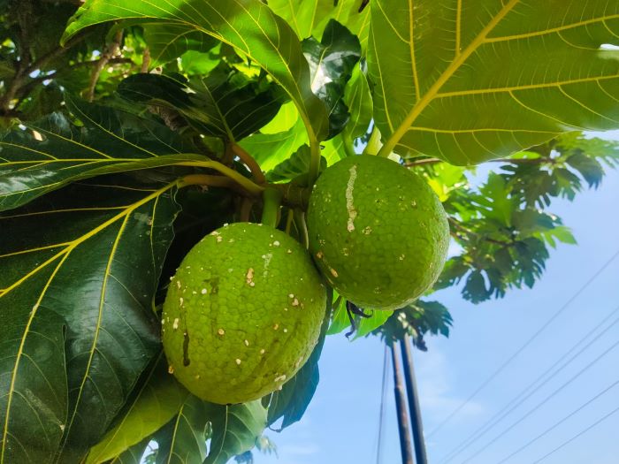 12 Manfaat Buah Sukun untuk Kesehatan Yang Jarang Diketahui, Ternyata Tak Hanya Membuat Kenyang