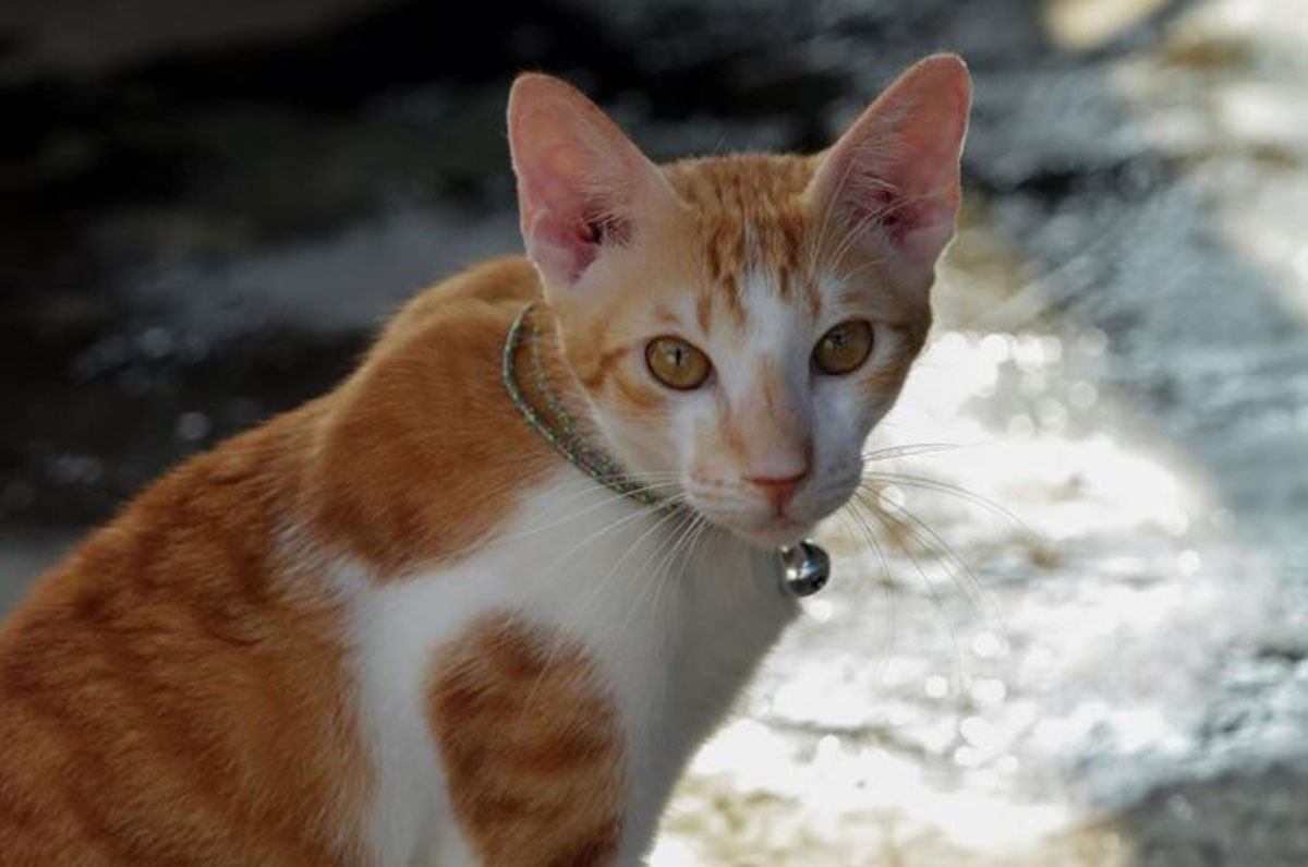 Sebuah Misteri, Apa Alasan Kucing Tidak Pulang ke Rumah Setelah Pergi Bermain? Ternyata Ini yang Mereka Cari!