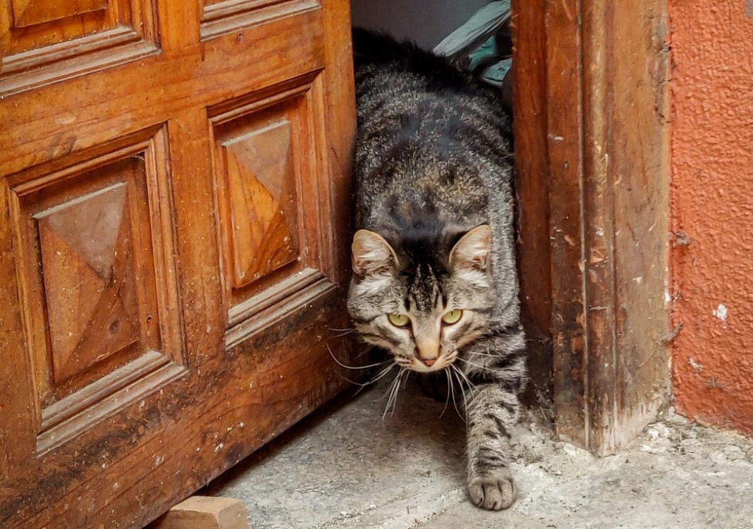 Sering Disepelekan, Inilah Alasan Kenapa Kamu Harus Memelihara Kucing Kampung, Gak Rugi!