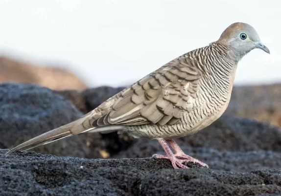 Jangan Mau Ditipu Pedagang Nakal! Ini Dia Jenis-jenis Burung Perkutut dan Harganya di Pasaran