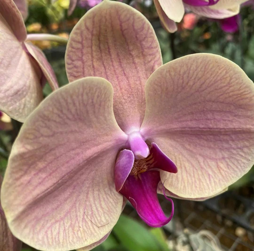 Mengenal Jenis-jenis Anggrek sebagai Tanaman Hias, Pecinta Anggrek Wajib Merapat