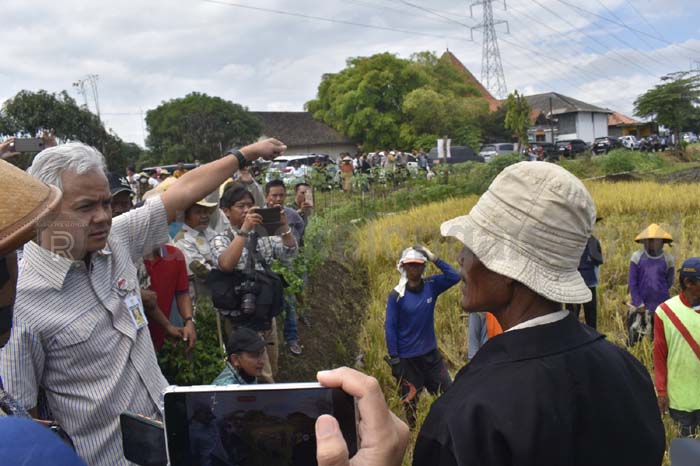 Mulai Panen Raya, Saatnya Harga Beras Turun 