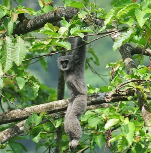 Populasi Owa Jawa di Hutan Petungkriyono Kabupaten Pekalongan Meningkat