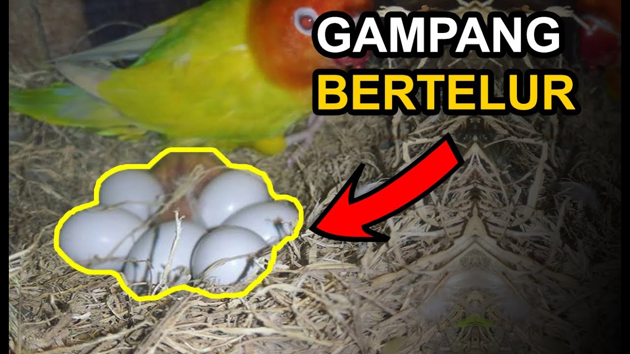 Catat Ya! Inilah 4 Produk Vitamin untuk Burung Lovebird Jantan dan Betina Beserta Harganya