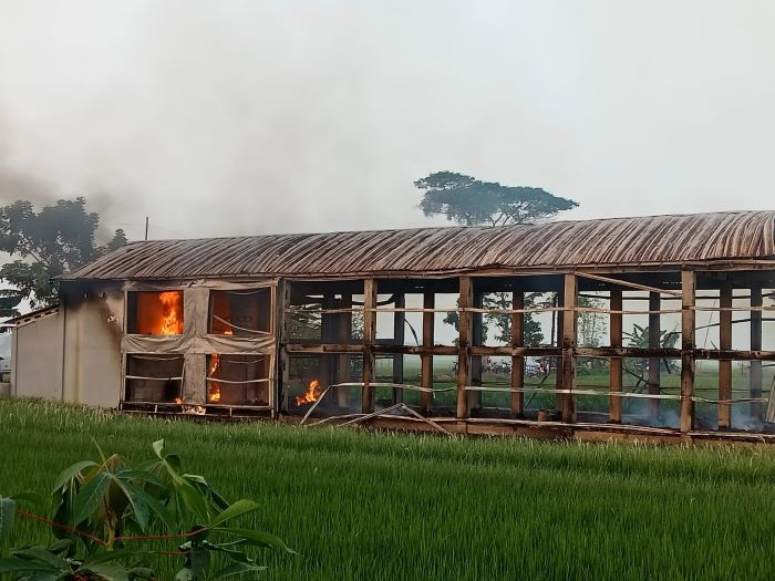 Kandang Ayam di Kesesi Kabupaten Pekalongan Ludes Terbakar, Ini Penyebabnya Kata Polisi