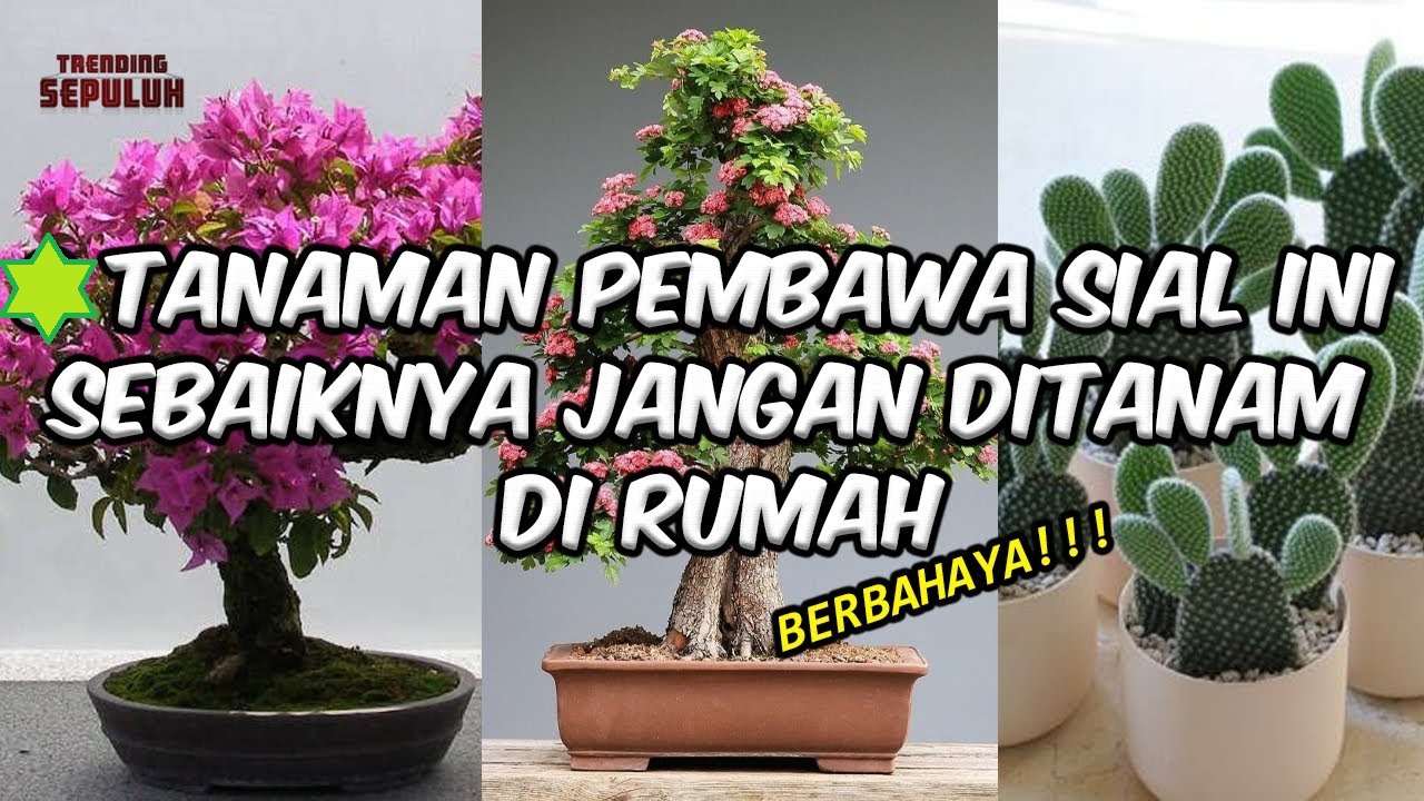 Jangan Sampai Salah Tanam, Inilah 5 Tanaman Pembawa Sial Menurut Feng Shui