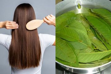 Lengkap! Manfaat Daun Jambu untuk Rambut Sehat dan Cantik dan Cara Menggunakannya