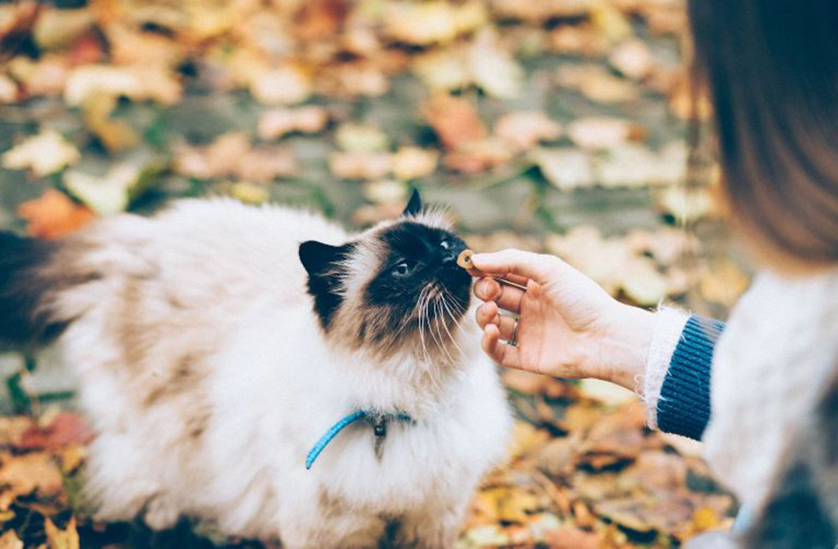 Mengungkap Makna Tingkah Laku Kucing Berdasarkan Primbon Jawa, Rahasia yang Belum Diketahui Banyak Orang