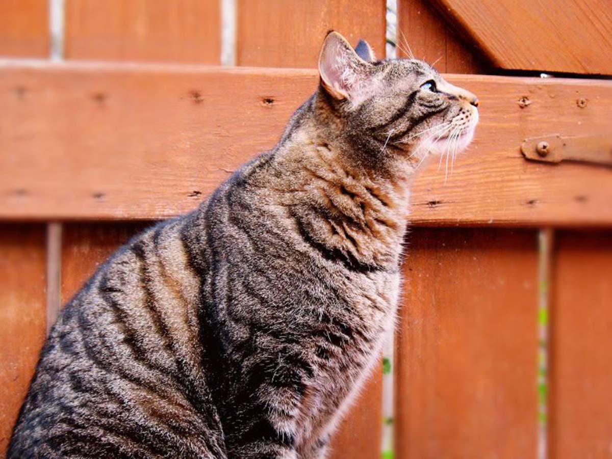 Jenis Warna dan Pola pada Bulu Kucing: Apa saja Jenisnya dan Bagaimana Karakternya?