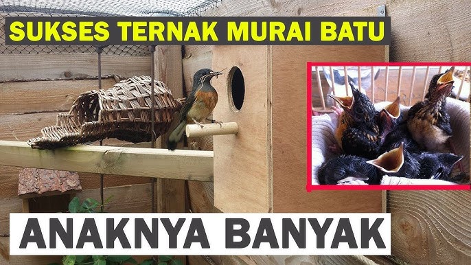 Peternak Murai Wajib Baca! Inilah 4 Cara Menaikkan Birahi Burung Murai untuk Ternak, Auto Cuan