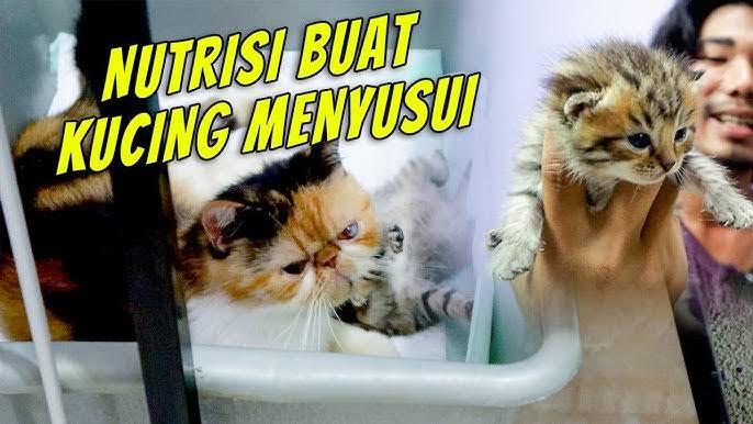 Ingin Kucingmu Sehat, Inilah 6 Nutrisi yang Harus Ada Dalam Makanan Kucing, Dijamin Kucing Kebal Penyakit!