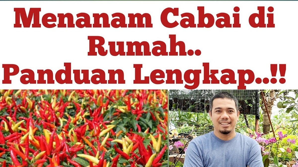 Harga Cabe mahal Jelang Lebaran? Nggak Perlu Khawatir, Begini Cara Menanam Cabe di Polybag Agar berbuah Lebat