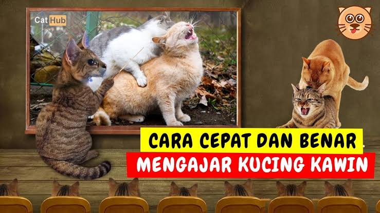 Baru Pelihara Kucing? Inilah 6 Cara Mengawinkan Kucing, Dijamin Aman dan Sudah Terbukti Berhasil!