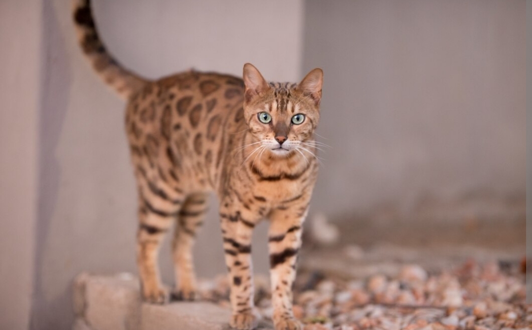 Sudah Tahu Belum, Inilah Ras Kucing Paling Populer, Maka Kesukaanmu?