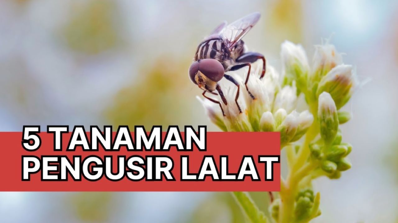 6 Daftar Tanaman yang Tidak Disukai Lalat, Bikin Dia Kabur dari Rumah