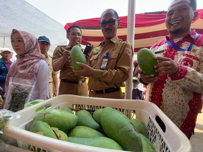 Batang Aman dari Gagal Panen Padi, Petani Mampu Siasati Kemarau Panjang 