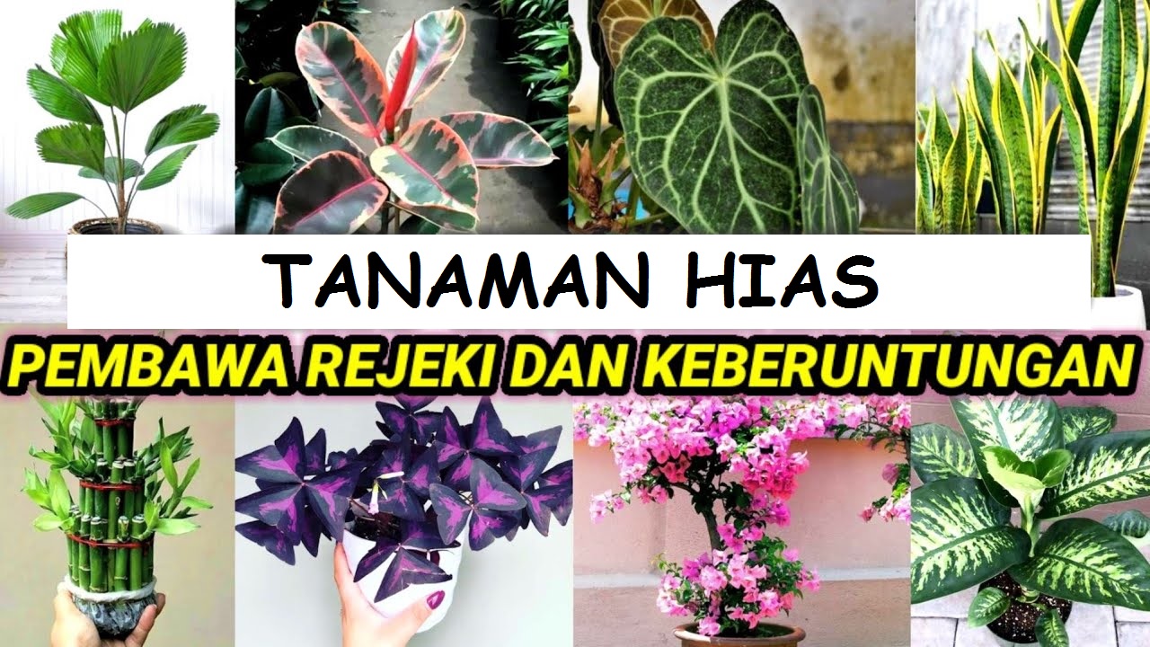 Buktikan Sendiri, Inilah 8 Tanaman Hias Pembawa Rezeki dan Keberuntungan