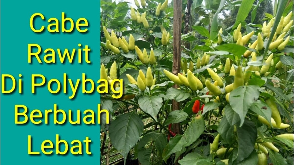 Nggak Perlu Galau Harga Cabai Mahal, Inilah 6 Trik Menanam Cabai di Polybag Agar Berbuah Lebat