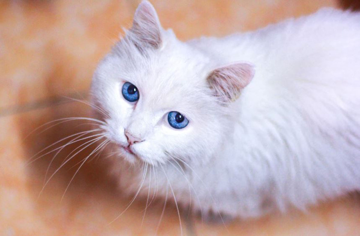 Ingin Memelihara Kucing Mata Biru? Kamu  Mungkin Akan Suka dengan Ras Kucing Berikut Ini: Ada Kucing Ras Jawa!