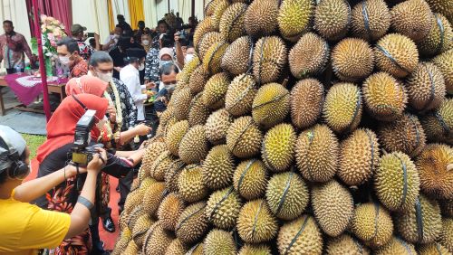 Festival Durian Doro Dibuka Bupati Pekalongan Fadia Pagi Ini, Digelar 2 Hari, Ada Ribuan Durian Gratis
