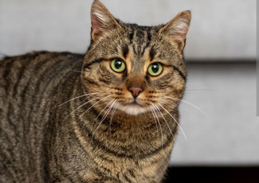 Kucing Auto Gemuk, Inilah Pakan Kucing Terbaik dan Kaya Nutrisi, Buktikan Sendiri!