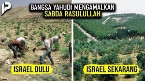 Ini 5 Fakta Pohon Gharqad Israel Dijuluki Pohon Yahudi dan Pelindung Umat Yahudi dari Kaum Muslimin