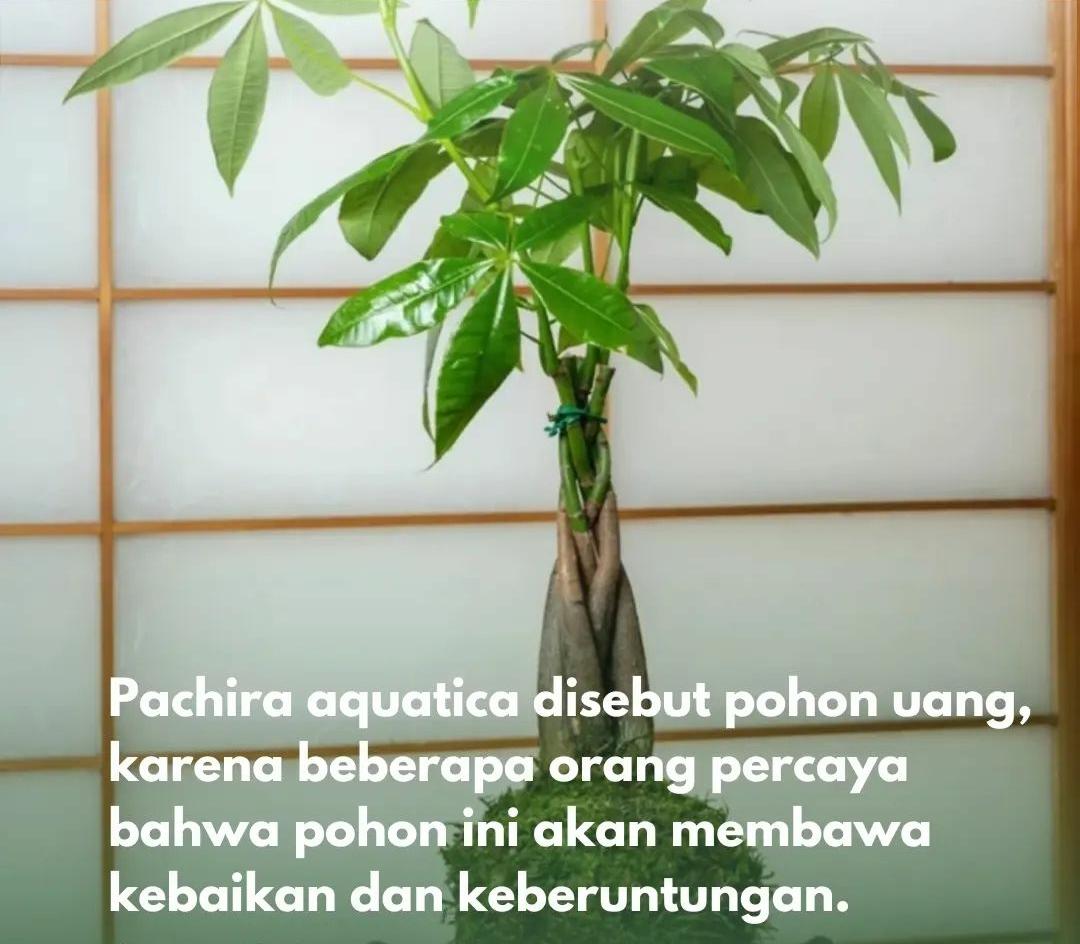 Pohon Uang! 8 Keunikan Pachira Aquatica Membawa Keberuntungan, Tanaman Hias Penarik Rezeki Cocok untuk Pemula
