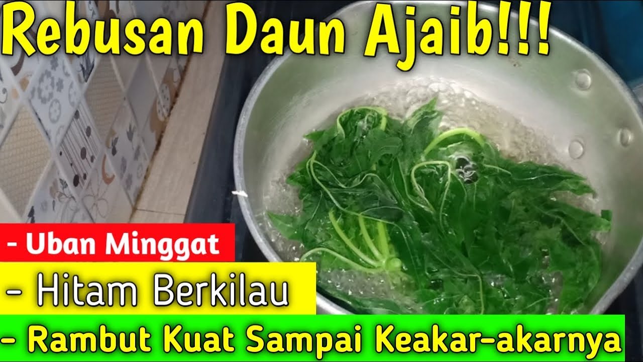 Cara Mudah Hilangkan Uban dengan Daun Kemangi, Cuma 3 Langkah Rambut Putih Jadi Hitam Permanen Tanpa Dicabut